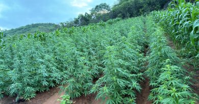 Plantação com mais de 100 mil pés de maconha é encontrada no interior do Piauí