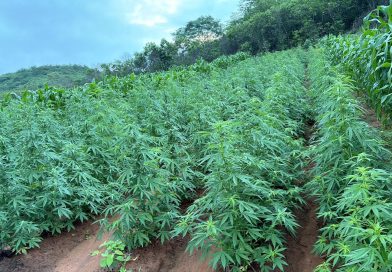 Plantação com mais de 100 mil pés de maconha é encontrada no interior do Piauí