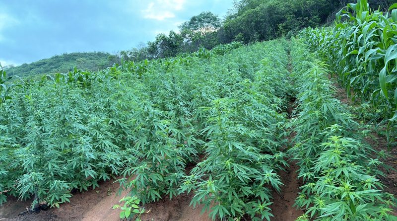 Plantação com mais de 100 mil pés de maconha é encontrada no interior do Piauí
