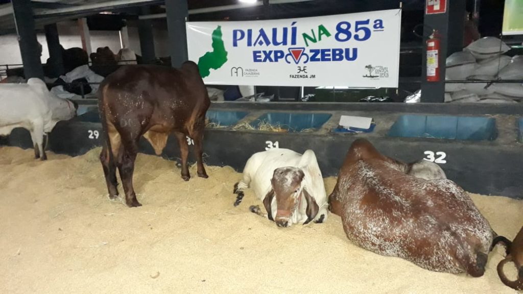 Produtores de Corrente representam o Piauí na EXPOZEBU em Uberaba-MG