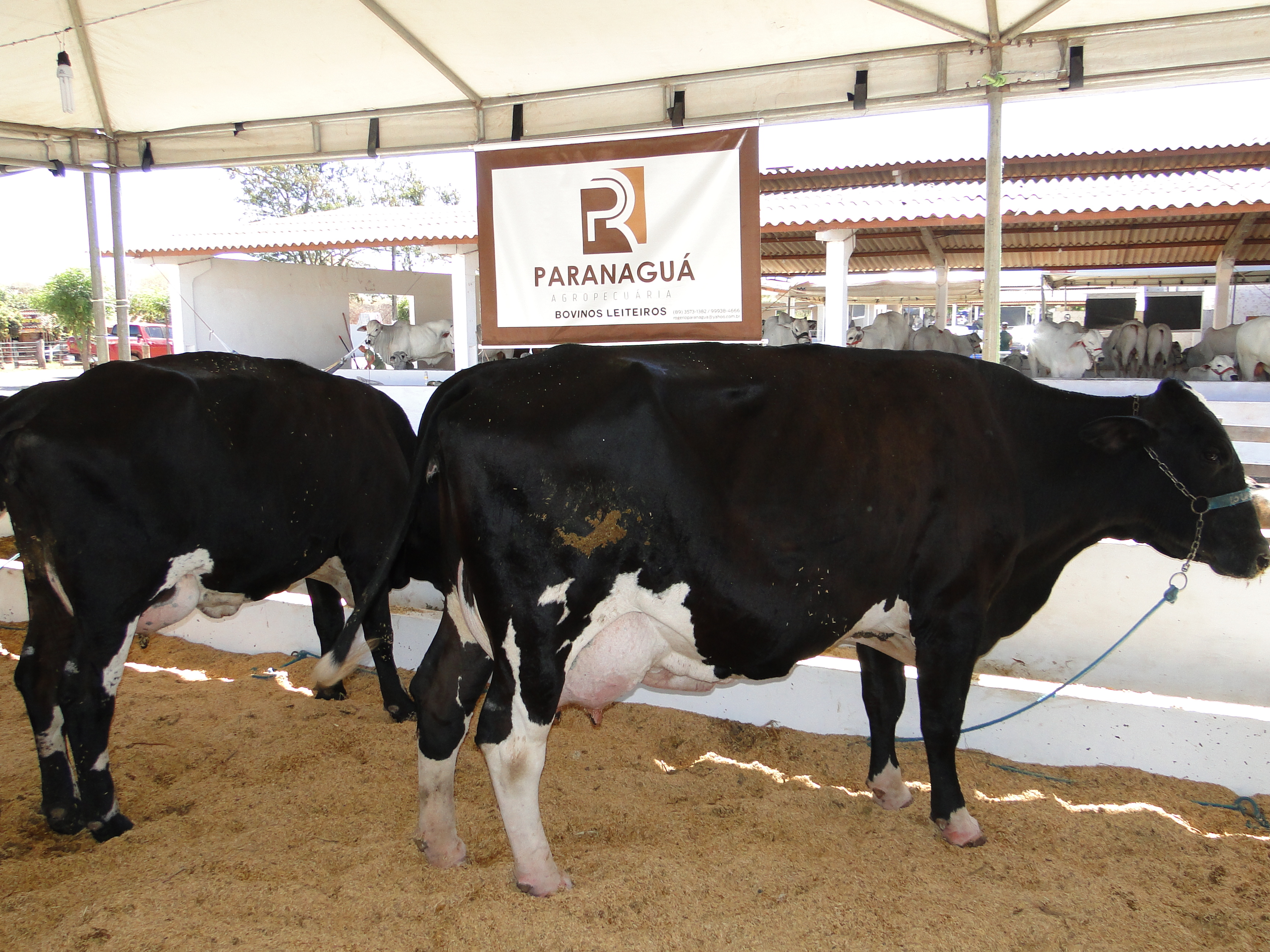 No Concurso Leiteiro da ExpoCorrente vaca produz 17 litros em uma ordenha