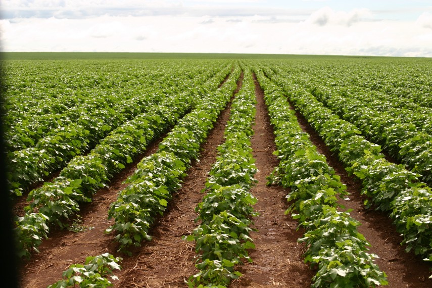 Coluna Fabriciano Corado – Brasil: Agricultura x Meio Ambiente