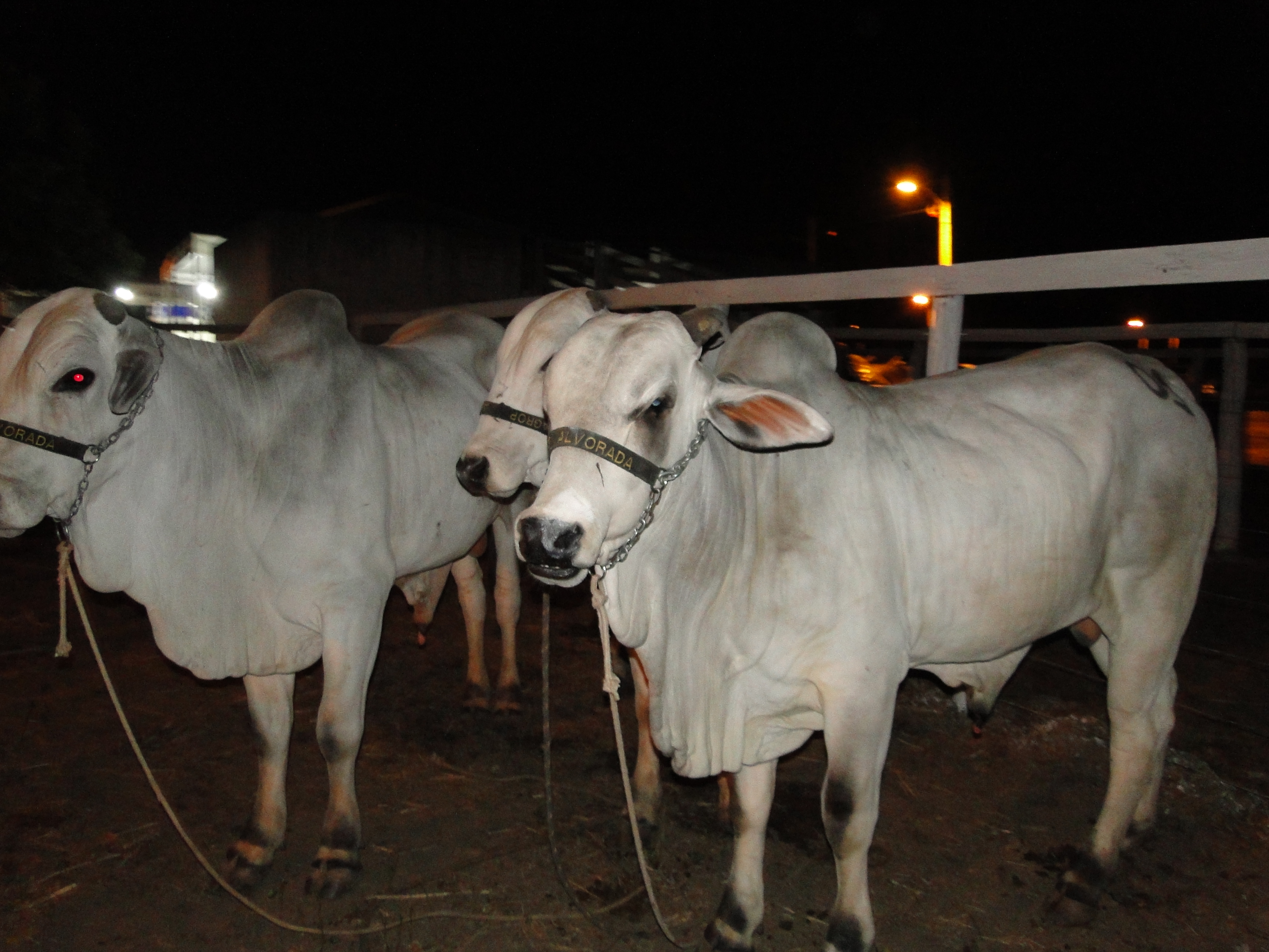 Encontro de Pecuaristas movimenta comércio de animais no Vale do Gurguéia