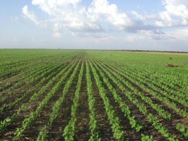 Cerrado piauiense supera marca de 1 milhão de hectares plantados