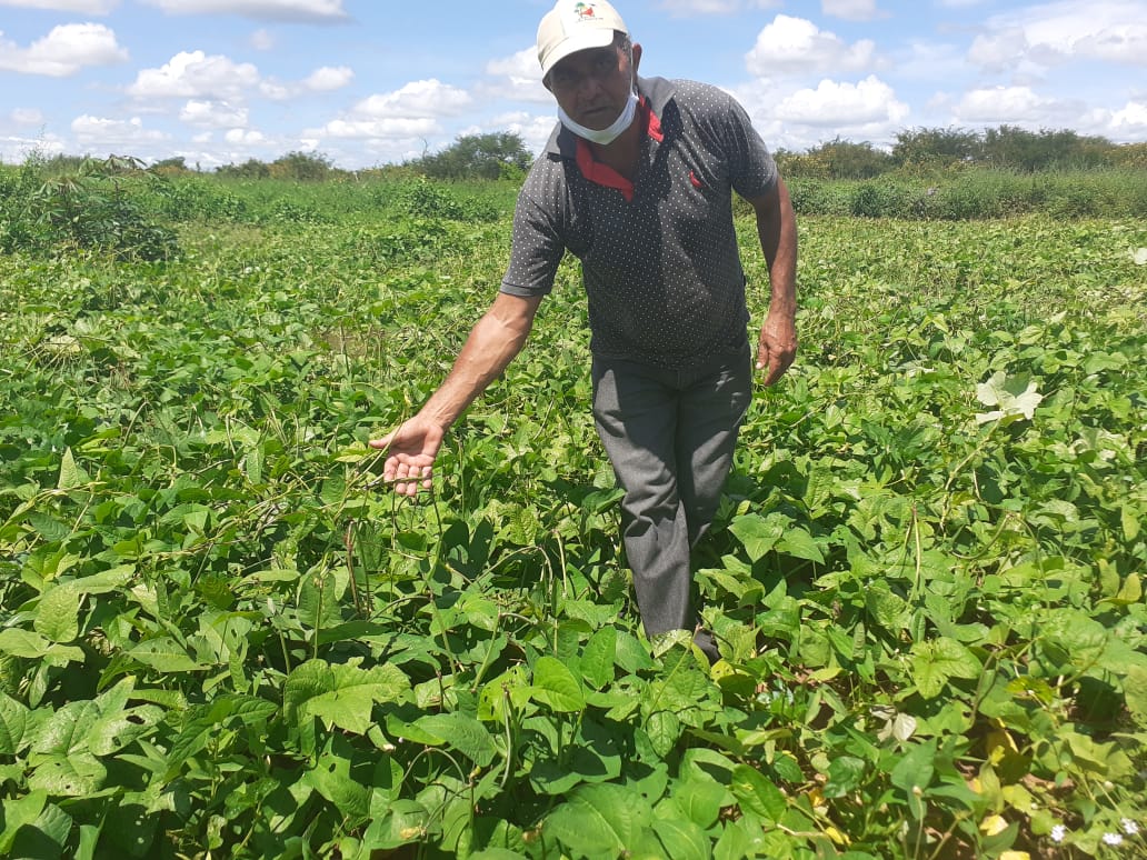 Pequenos agricultores de Parnaguá iniciam colheita de milho e feijão