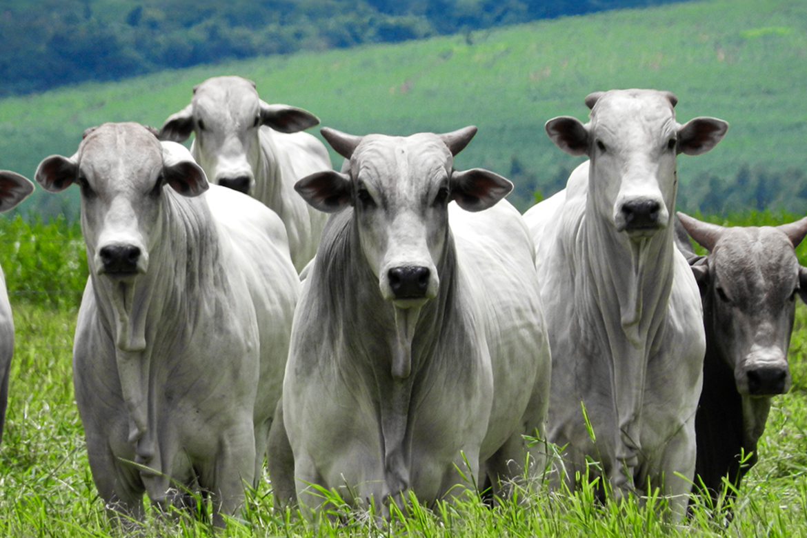Parnaguá vai realizar a “ExpoParnaguá”, sua primeira Feira Agropecuária
