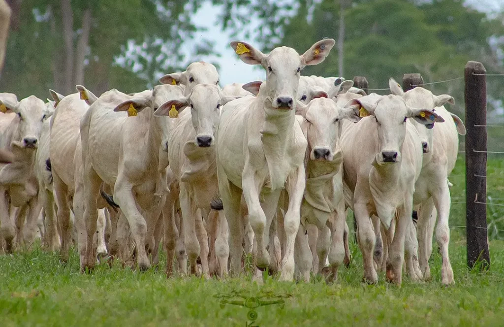 ExpoParnaguá dá a cidade título de “Capital do Bezerro do Piauí”