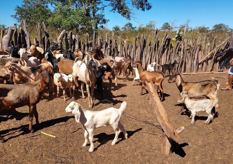 Ministério suspende lotes de vacinas após mortes de 200 animais no PI e MA