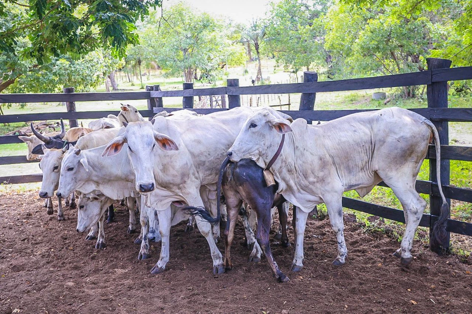 Adapi altera calendário de atualização de cadastro de rebanhos no Piauí