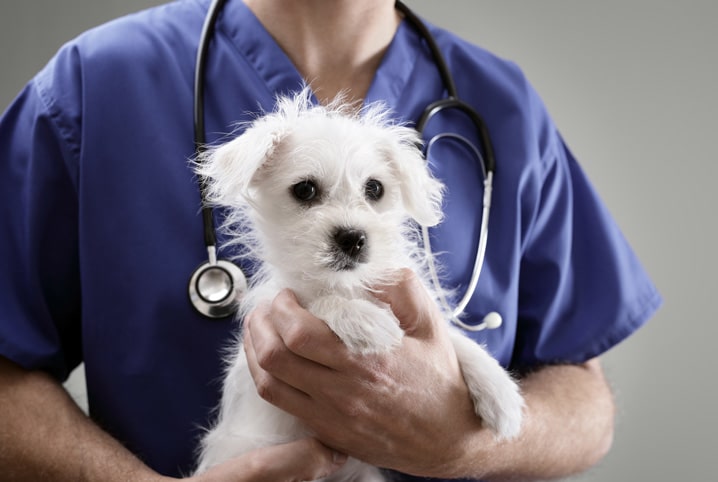 Bom Jesus abre agendamento para castração de cães e gatos machos