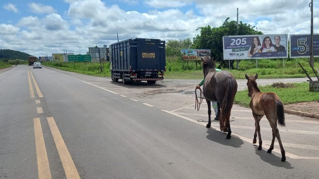 Nova lei fixa multas para donos de animais soltos nas estradas do Piauí
