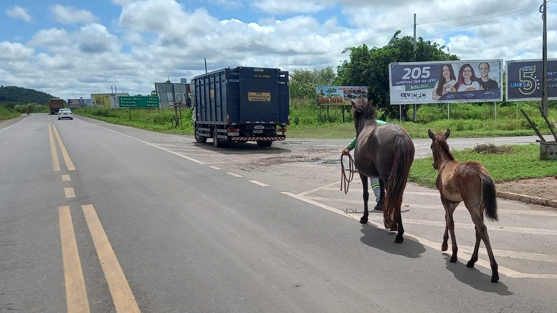 Nova lei fixa multas para donos de animais soltos nas estradas do Piauí
