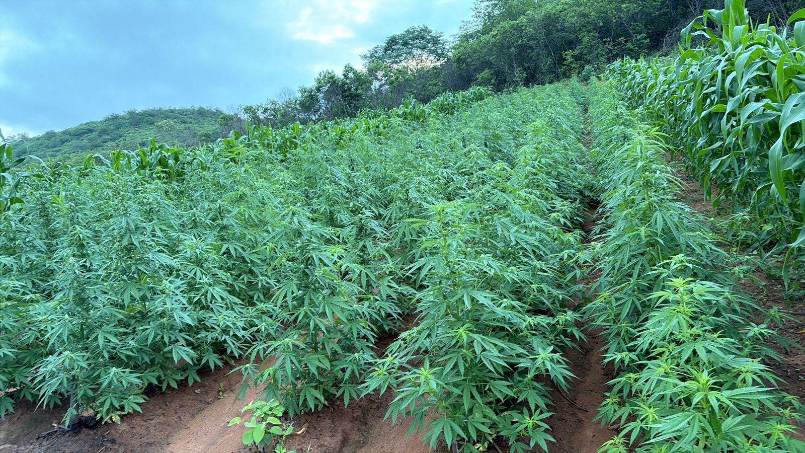 Plantação com mais de 100 mil pés de maconha é encontrada no interior do Piauí