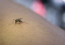 Professora morre com suspeita de dengue em Santa Luz; escola suspendeu aulas