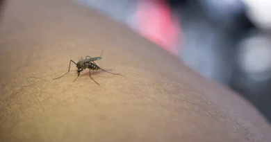 Professora morre com suspeita de dengue em Santa Luz; escola suspendeu aulas
