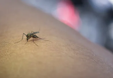 Professora morre com suspeita de dengue em Santa Luz; escola suspendeu aulas
