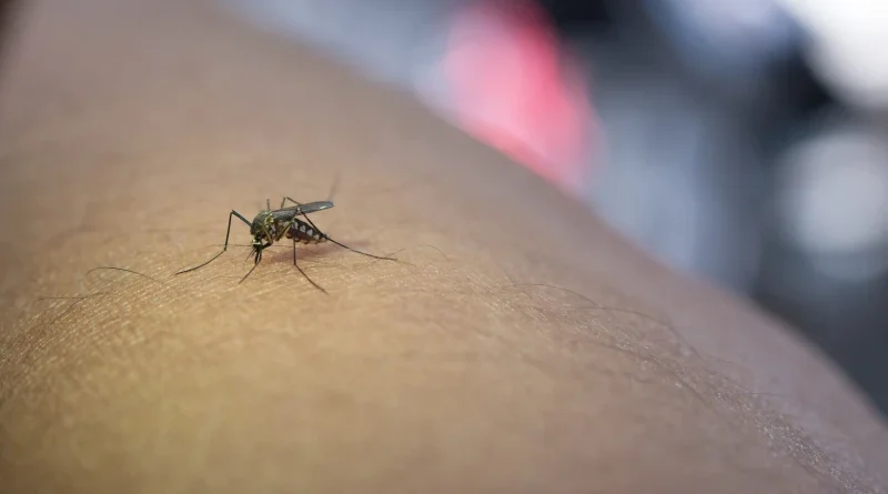 Professora morre com suspeita de dengue em Santa Luz; escola suspendeu aulas