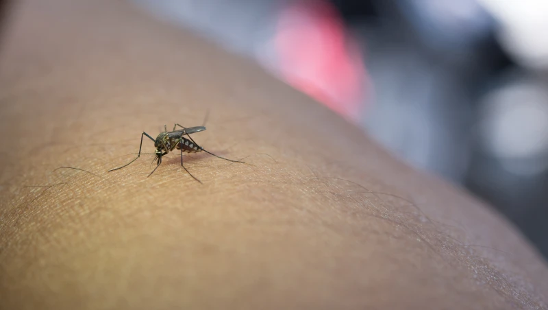 Professora morre com suspeita de dengue em Santa Luz; escola suspendeu aulas