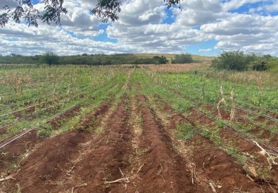 PF prende oito pessoas em plantação de maconha no interior do Piauí