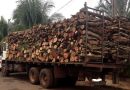 STJ mantém suspensão do uso de lenha do cerrado pela Bunge em Uruçuí