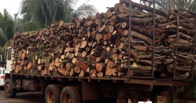 STJ mantém suspensão do uso de lenha do cerrado pela Bunge em Uruçuí