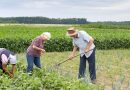 Piauí terá R$ 1,5 bilhão do Plano Safra da Agricultura Familiar 2026/2027