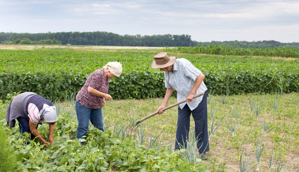 Piauí terá R$ 1,5 bilhão do Plano Safra da Agricultura Familiar 2026/2027