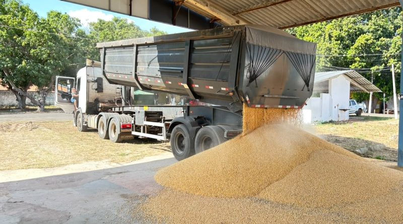 Polícia apreende 500 kg de cocaína escondidos em carga de milho em Teresina