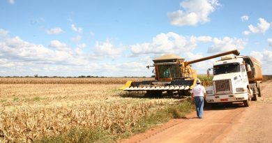 Nove municípios concentram 80% do valor da produção agrícola do Piauí;veja quais