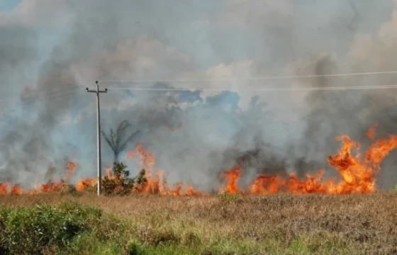 Piauí reduz incêndios e preserva área equivalente a 337 mil campos de futebol